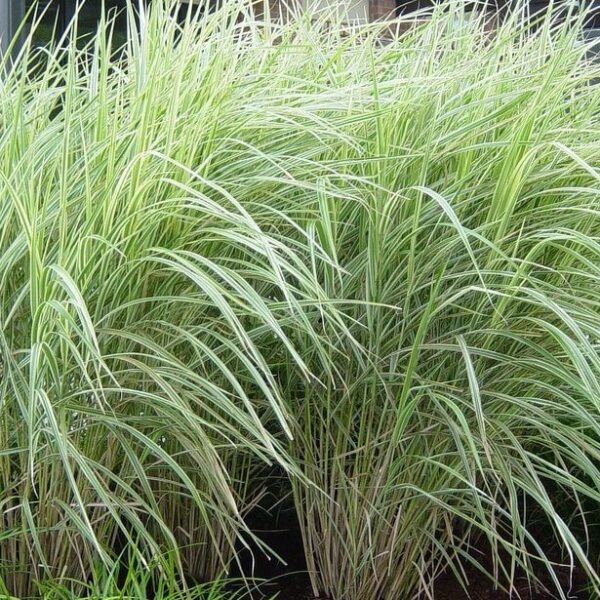 Miscanthus sinensis 'Variegatus' 6" Pot features tall, green ornamental grass with long, narrow, white-striped leaves—ideal for garden settings or containers.