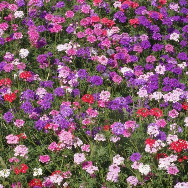 Verbena 'Mixed Varieties' 8" Pot features vibrant purple, pink, red, and white blooms that densely cover the ground—ideal for your garden or as a striking addition in an 8" pot.