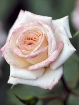 A close-up of the Rose 'Royal Highness' 2ft Standard, featuring pale pink and white petals with slight curls, elegantly set against a blurred green background.