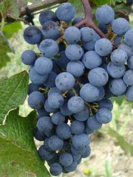 A close-up of Vitis 'Cabernet Sauvignon' Grape 4L shows a cluster of dark purple grapes hanging from the vine, with green leaves in the background.