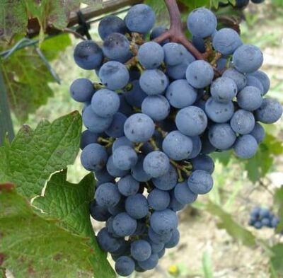 A close-up of Vitis 'Cabernet Sauvignon' Grape 4L shows a cluster of dark purple grapes hanging from the vine, with green leaves in the background.