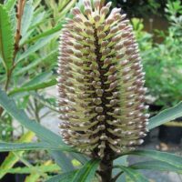 Close-up of Banksia plagiocarpa 'Blue Banksia' with a cylindrical flower spike, yellowish tips, and dense tubular flowers surrounded by long serrated green leaves. Available in a 6" pot.