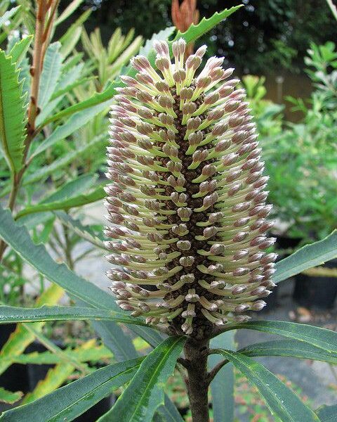 Close-up of Banksia plagiocarpa 'Blue Banksia' with a cylindrical flower spike, yellowish tips, and dense tubular flowers surrounded by long serrated green leaves. Available in a 6" pot.
