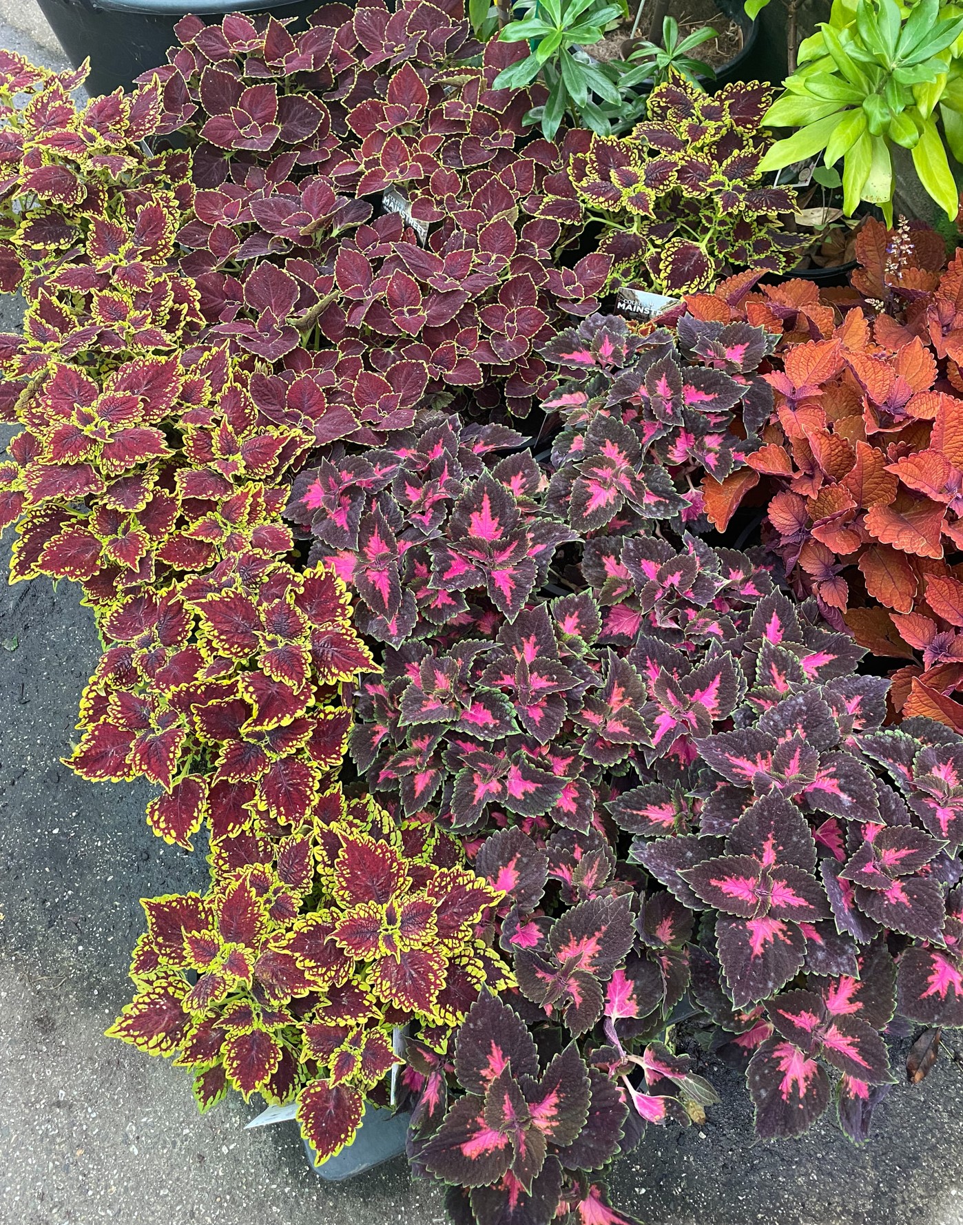 Coleus 'Main Street Wall Streetâ„¢' 7" Pot - Image 2