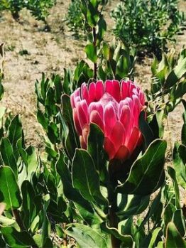 The Protea 'Statley' in a 6" pot features a single pink bloom surrounded by green leaves, thriving in sunlit, dry fields with similar flowers nearby—ideal for starting your own striking protea plant at home.