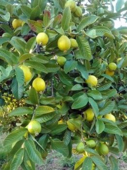 The Psidium 'Indian Guava' 6" Pot features healthy green leaves and produces ripe yellow Indian guavas, perfect for indoor or outdoor growing.