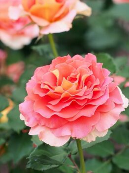Close-up of the Rose 'Brass Band' 3ft Standard, showcasing its blooming pink and orange layered petals amid green leaves and other standard roses in the background.