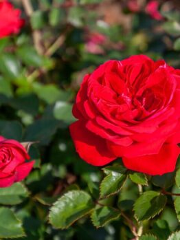Two Rose 'Zepeti®' Bush Form blooms in vibrant red are surrounded by lush green leaves, with one fully open flower and another partially closed.