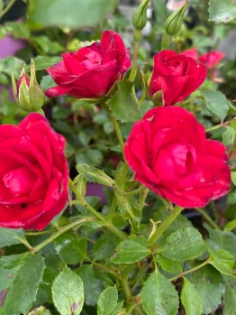 Four blooming Rose 'Mini Cherry' PBR Carpet Roses with green leaves and rosebuds, presented in a 6" pot.