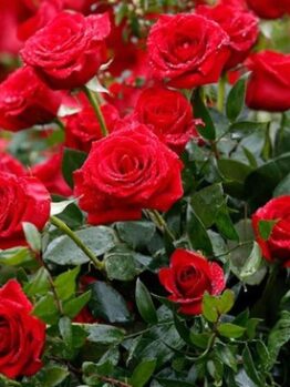 A cluster of vibrant red Rose 'Kentucky Derby' 3ft Standard blooms with green leaves, some petals adorned with water droplets.