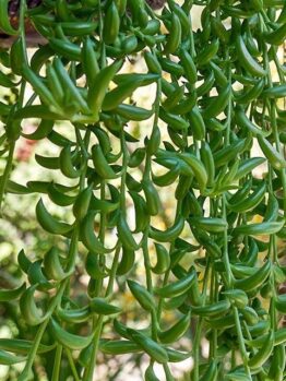 Close-up of Senecio 'String of Beans/Bananas' in a 6" pot, showcasing trailing stems with thick, banana-shaped leaves cascading down against a blurred background.