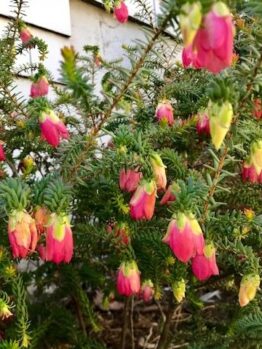 Boronia 'Jack Maguire's Red' 6" Pot has dense, spiky green foliage and many small pink and yellow bell-shaped flowers. It thrives in a 6" pot, perfect as an accent plant or for placement near a wall.