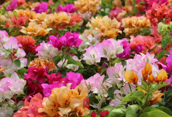 Bougainvillea 'Assorted' 6" Pot features vibrant pink, orange, yellow, and white blooms with lush green leaves.