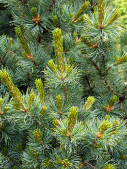 Close-up of dense green Pinus 'Japanese White Pine' branches with needle-like leaves and young shoots.