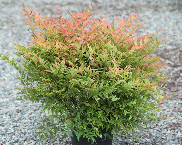 Nandina 'Moon Bay' 6" Pot - Image 5