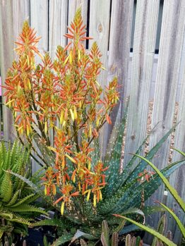 A cluster of Aloe 'Ivory Dawn' PBR, with spiky green leaves and tall orange-yellow flower spikes, grows in front of a wooden fence.