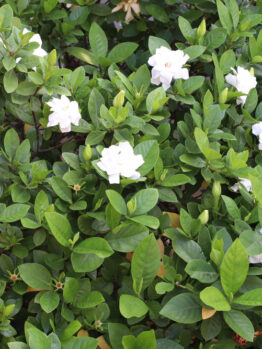 Gardenia 'Florida' 10" Pot (Espaliered) blooming amidst lush green foliage.