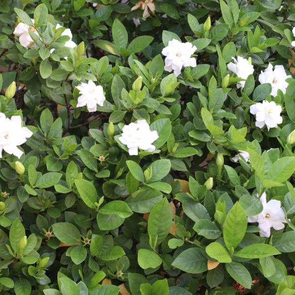 Gardenia 'Florida' 10" Pot (Espaliered) blooming amidst lush green foliage.