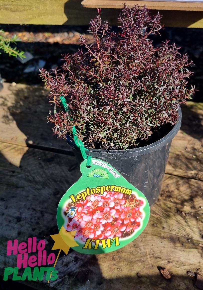 Leptospermum 'Kiwi' 6" Pot - Image 2