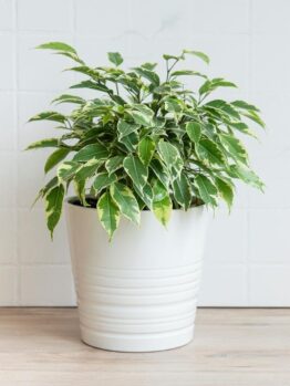 Ficus 'Ice Caps' Climbing Fig in an 8" white ceramic pot, showcasing variegated green and white leaves, placed on a light wooden surface against a white tiled wall.