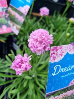 Close-up of Armeria Dreameria® 'Sweet Dreams' in a 6" pot, highlighting its pink bloom and narrow green leaves next to a "Dream" label featuring a matching flower image.