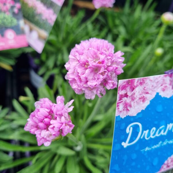 Close-up of Armeria Dreameria® 'Sweet Dreams' in a 6" pot, highlighting its pink bloom and narrow green leaves next to a "Dream" label featuring a matching flower image.