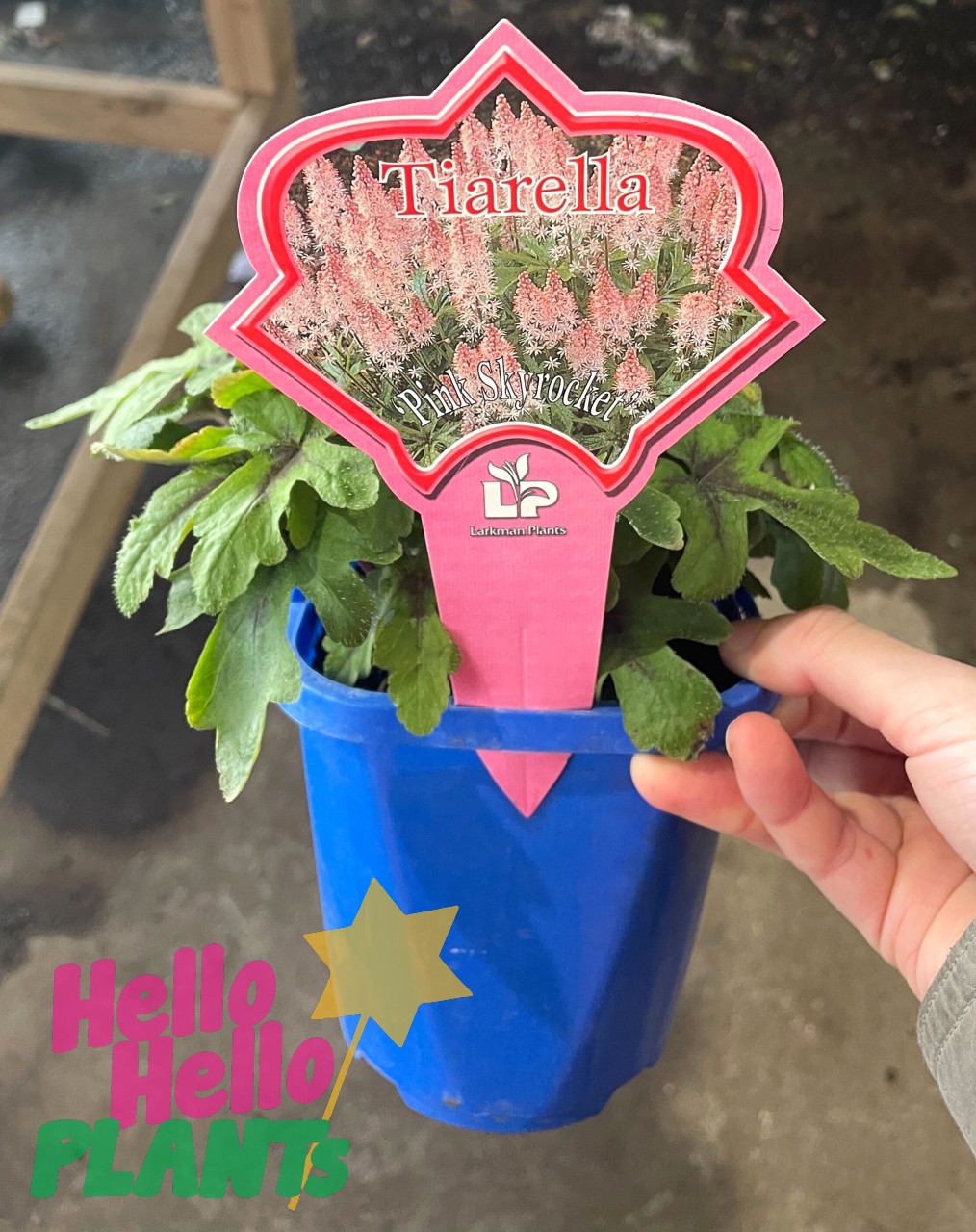 Tiarella 'Pink Skyrocket' 5" Pot - Image 3