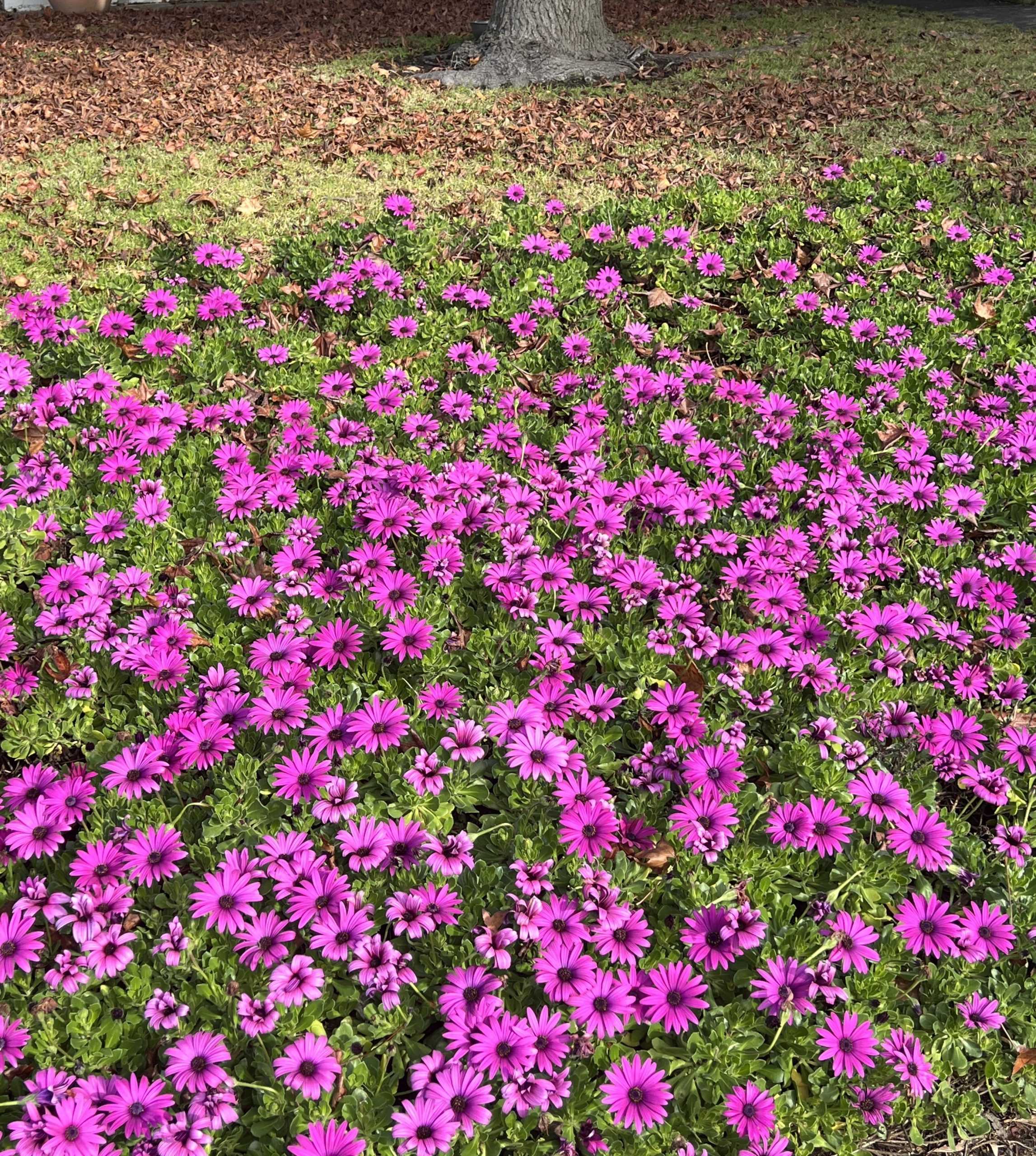 A ground covered with numerous Osteospermum 'Deep Purple' African Daisies in full bloom, their vivid pink petals and lush green foliage interspersed, with a tree trunk visible in the background.