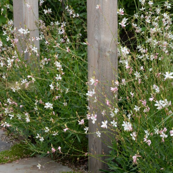 Gaura 'Pixie White' in a 6" pot features clusters of delicate white flowers and green foliage, perfect for growing around wooden posts or along stone pathways.