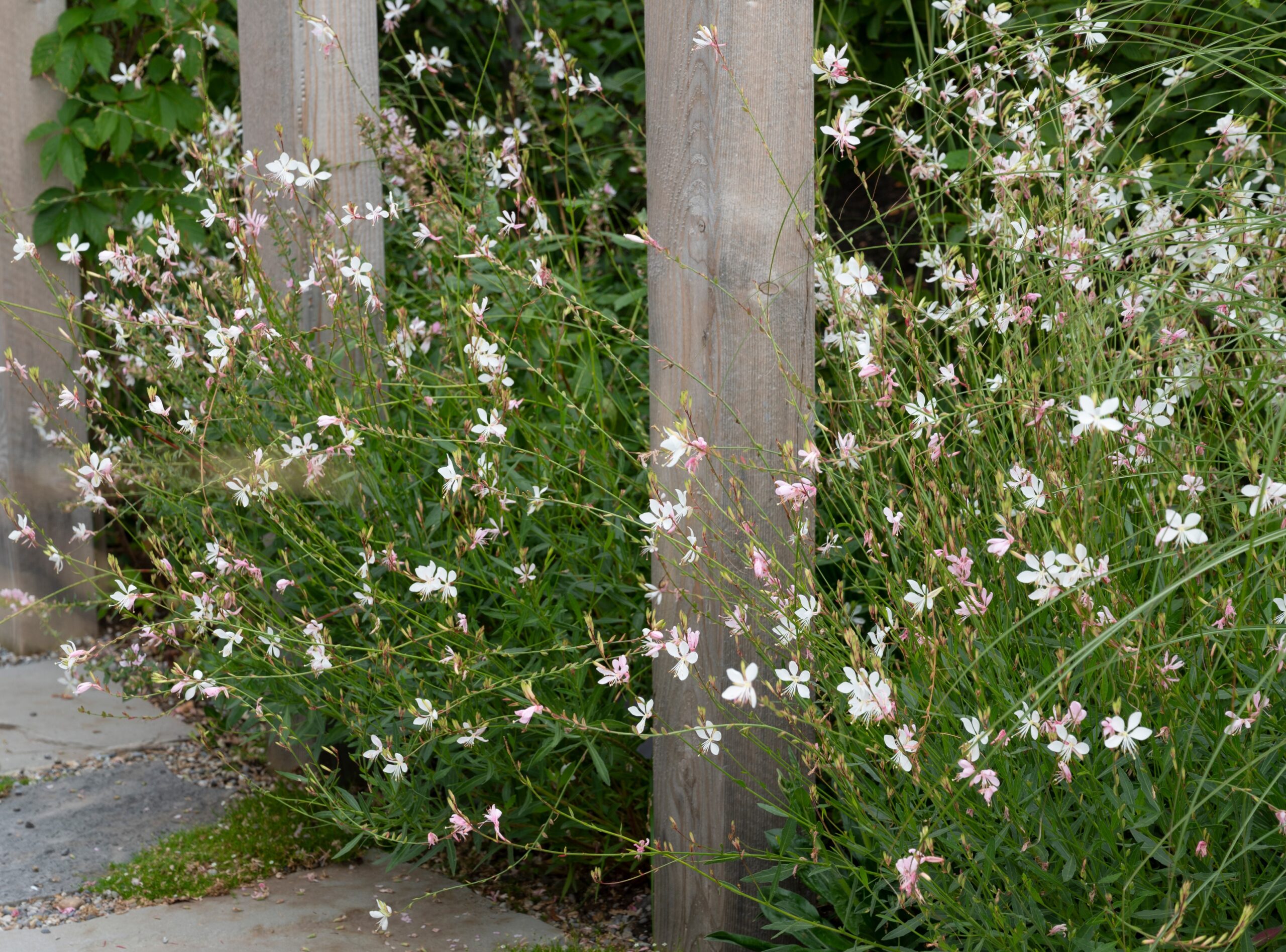 Gaura 'Pixie White' in a 6" pot features clusters of delicate white flowers and green foliage, perfect for growing around wooden posts or along stone pathways.