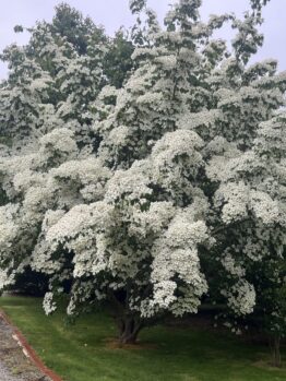 The Cornus kousa 'Chinese Dogwood' features dense branching and clusters of white flowers. Ideal for planting near lawns or paths, it's available in a 20cm pot for easy planting.