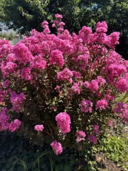 A Houston Miniature Crepe Myrtle in a 13" pot bursts into full bloom, showcasing vibrant pink flowers and lush green foliage that stand out against trees and grass, perfectly capturing summer's essence.