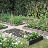 Edible Garden