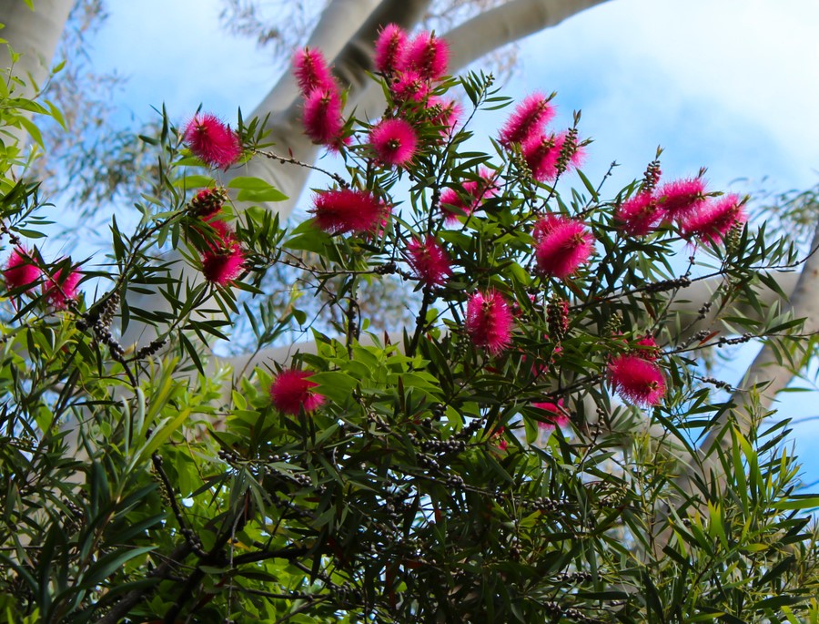 Callistemon 'Fluro Burstâ„¢' Bottlebrush 8" Pot features bright pink, spiky flowers and green leaves that stand out against tall tree trunks and a vivid blue sky.