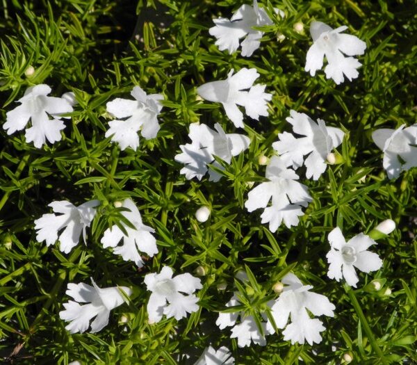 Delicate small white, fringed flowers of Hemiandra 'Snakebush' bloom amid dense green leaves in a 15cm pot, viewed from above in bright daylight—perfect for adding charm to any space.