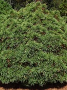 Pinus merrimack dwarf eastern pine