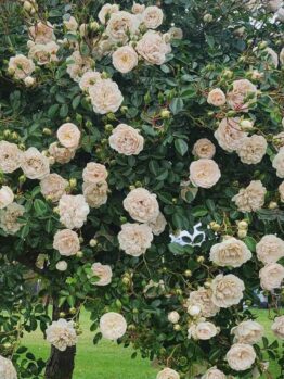 rosa shrub rose climber groundcover off white cream coloured roses flowering