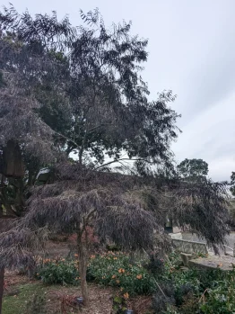 An Agonis 'After Dark' tree with sparse, thin, dark foliage stands out as an ornamental plant in a landscaped garden with green shrubs, benches, and an overcast sky in the background.