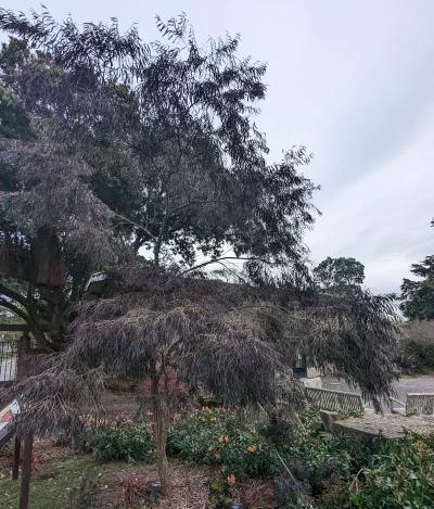 An Agonis 'After Dark' tree with sparse, thin, dark foliage stands out as an ornamental plant in a landscaped garden with green shrubs, benches, and an overcast sky in the background.