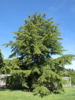 A Cedrus atlantica 'Atlas Cedar' in an 8" pot grows much larger over time, eventually becoming a large evergreen with drooping branches—perfect for planting on a lawn or as a striking landscape feature.