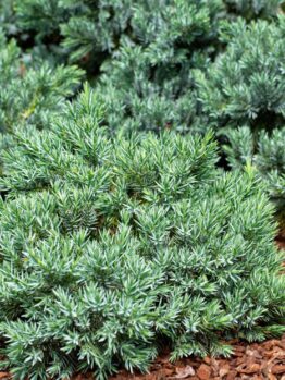juniperus horizontalis blue forest creeping conifer