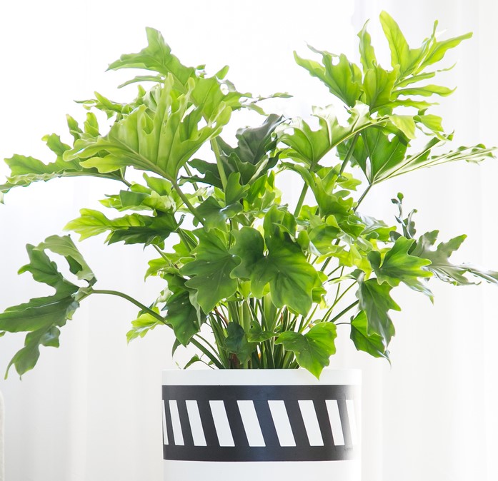 A Philodendron 'Hope' in a 15cm pot features deeply lobed leaves and comes in a white container with a black and white diagonal stripe design.