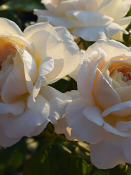 champagne rose hybrid tea creamy coloured roses champagner