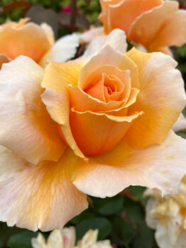Close-up of Rose 'Just Joey' in bloom, showcasing its peach and yellow petals and soft green foliage in the background.