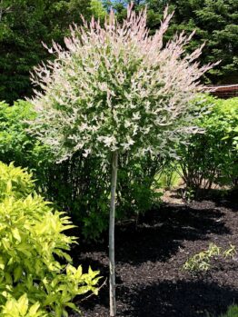 salix hakuro