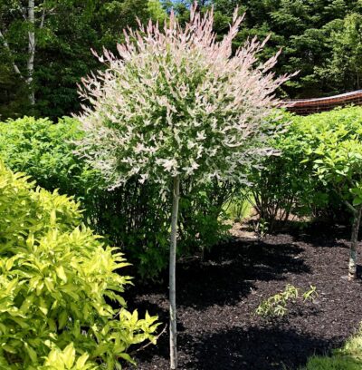 salix hakuro