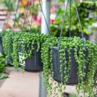 Senecio String of Pearls trailing weeping cascading down succulent