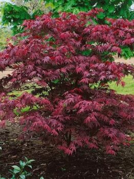 The Acer 'Okagami' Japanese Maple 4ft (Bare Rooted) has dense, deep red foliage, perfect for adding striking colour and structure to any landscaped garden bed.