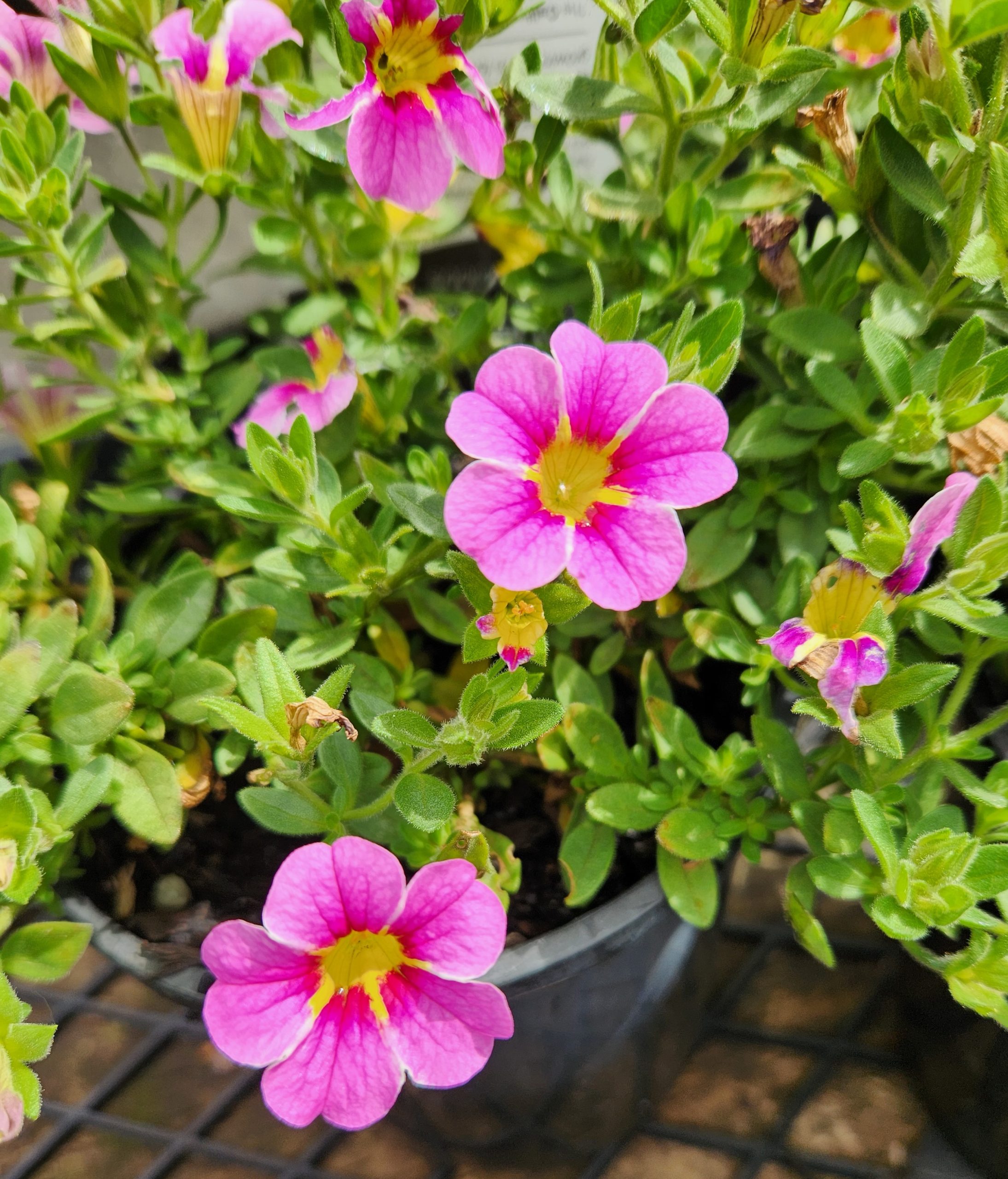 Calibrachoa Cruze™ 'Pink Delicious' 6" Pot - Image 2