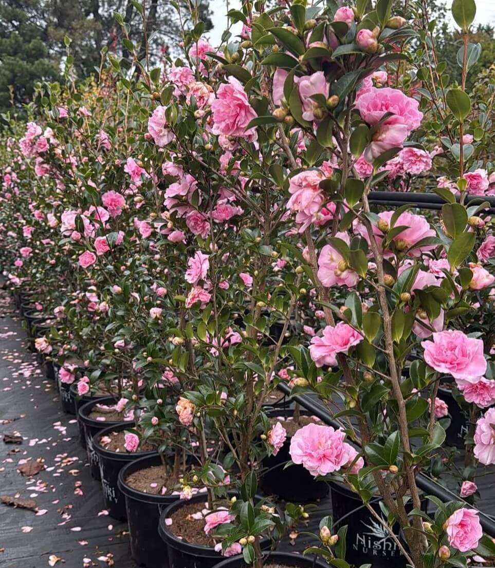 Camellia sasanqua 'With Love' in 15cm pots, featuring vibrant pink blooms, are neatly arranged outdoors—ideal for gifting or adding cheerful colour to your garden.